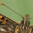 Boloria titania